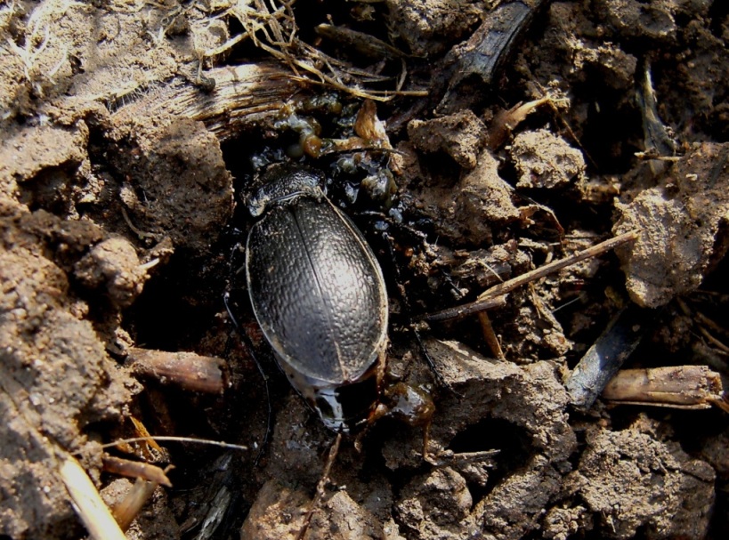 Carabus rossii (Carabidae)